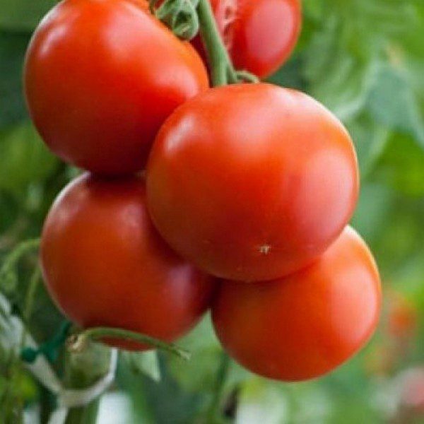 Climbing Tomato Mix - A vibrant mix of colours and variety!