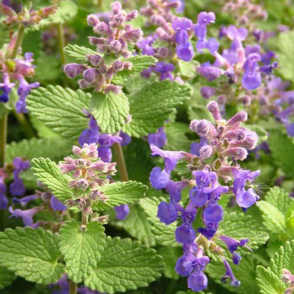 Lemon Balm seeds. Ideal for teas and aromatherapy, this herb brings natural delight to your garden!