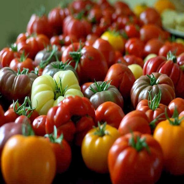 Climbing Tomato Mix typically includes a selection of indeterminate tomato varieties, which means they continue to grow and produce fruit throughout the growing season. Indeterminate tomatoes have long vines that require support, such as trellises, stakes, or cages, to keep them upright and prevent sprawling. The mix consists of various tomato types, including cherry tomatoes, slicer tomatoes, or heirloom varieties.