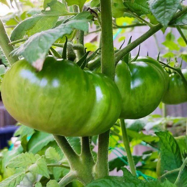 Aunt Ruby's German Green Tomato. A flavourful heirloom variety, prized for its unique green hue and robust taste