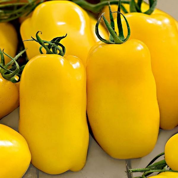 The Banana Legs tomato is a unique and visually striking variety known for its elongated shape, resembling a banana. This heirloom tomato typically grows 10 - 12.5cm in length and has a bright yellow colour when fully ripe. The name "Banana Legs" is derived from the elongated fruit shape and its vibrant yellow hue.