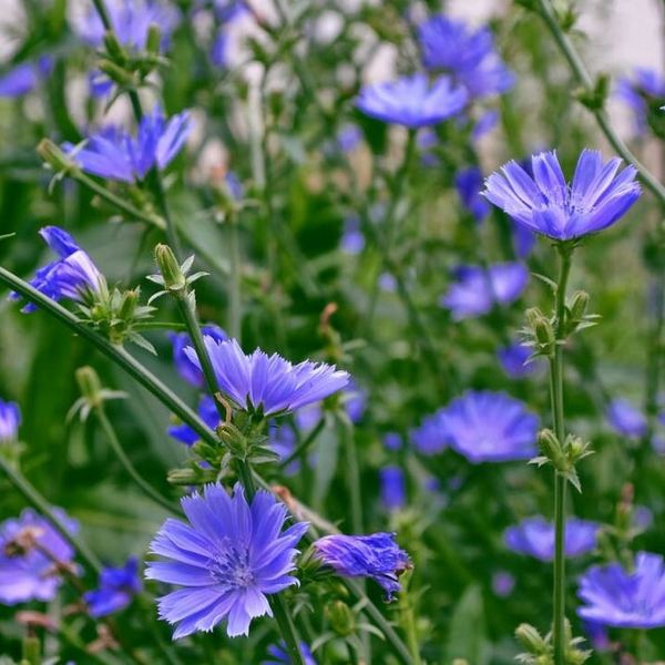 Chicory leaves are deeply lobed and have a slightly bitter taste. They can be eaten raw in salads or cooked as a green vegetable. The root of the Chicory plant is often roasted, ground, and used as a coffee substitute or additive, imparting a rich, slightly nutty flavour to the beverage. Chicory has a long history of traditional medicinal and culinary uses