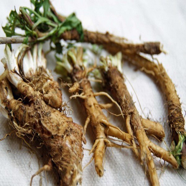 Chicory - Enjoy its unique flavour and nutritional benefits