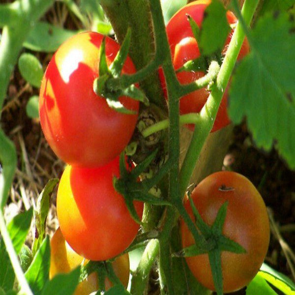 Joy Camp Cherry Tomato is popular as it grows an abundance of fruits on the vine