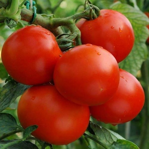 Money Maker Truss Tomato is a well-known tomato variety that is highly regarded for its exceptional flavour and prolific fruit production