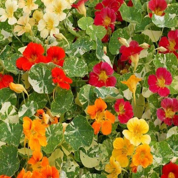 Alaska Mix Nasturtium is incredibly easy to grow, making it perfect for both seasoned gardeners and beginners. It thrives in various Australian climates, and its hardy nature ensures a profusion of gorgeous white, orange and red blooms throughout the growing season.