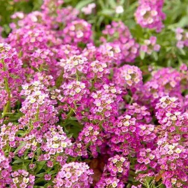 Alyssum Rosie O'Day Stunning pink flowers – Little Seed Farm