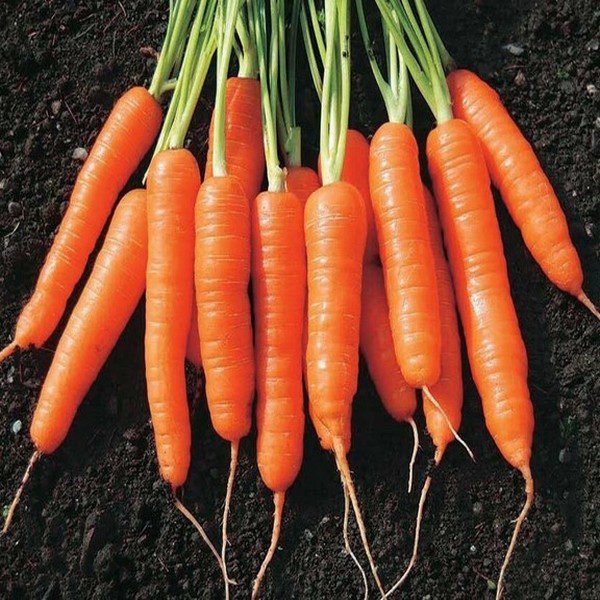 Baby Carrot - Fast growing and super sweet tasting