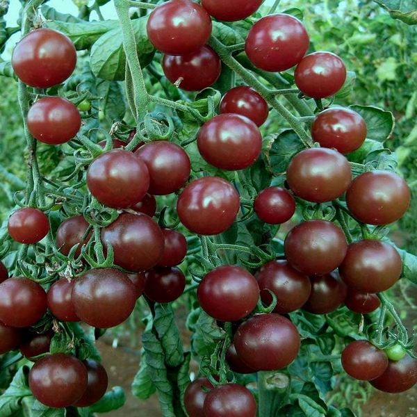 Black Cherry Tomato is a popular heirloom variety known for its small, cherry-sized fruits and unique deep-purple to black colour. These tomatoes are typically 1-2 inches in diameter and have a rich, complex flavour that is sweet, tangy, and slightly smoky.