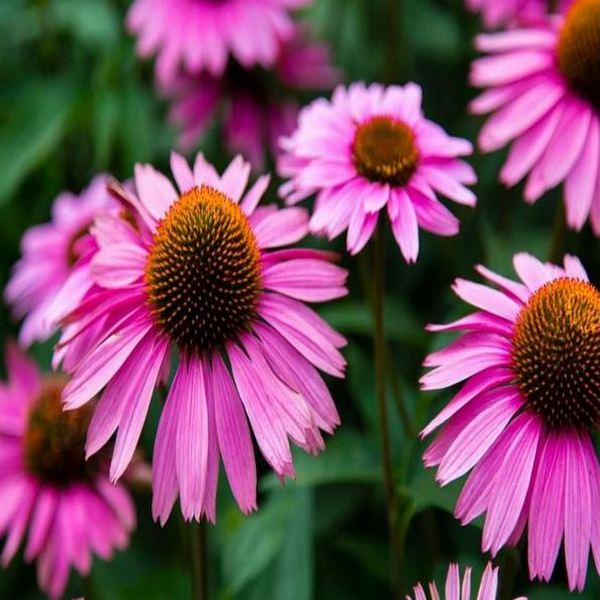 Echinacea Purpurea, commonly known as Purple Coneflower, is a flowering plant native to North America. It is a perennial herb that belongs to the Asteraceae family. Echinacea purpurea is renowned for its vibrant, daisy-like flowers with distinctive purple petals and a prominent cone shaped centre. These flowers attract pollinators like bees and butterflies, adding beauty to gardens and landscapes.