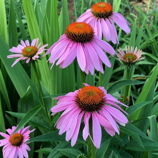 Echinacea Purpurea - an easy to grow plant that's a visual delight and boasts medicinal properties