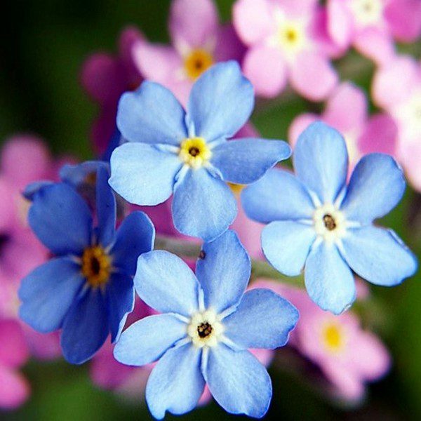 Forget Me Not flower seeds