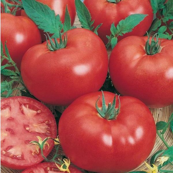 Grosse Lisse Tomato is a very popular home grown variety of tomato. They’re big and red, full of flavour, and produce an abundance of fruit.