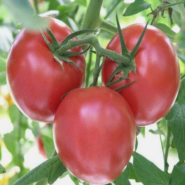 Grosse Lisse Tomato is known for large juicy fruits and delicious flavour