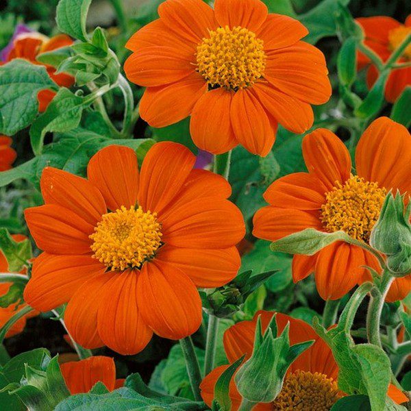 Mexican Sunflower: Grow Vibrant Red Blooms for Garden Bliss!