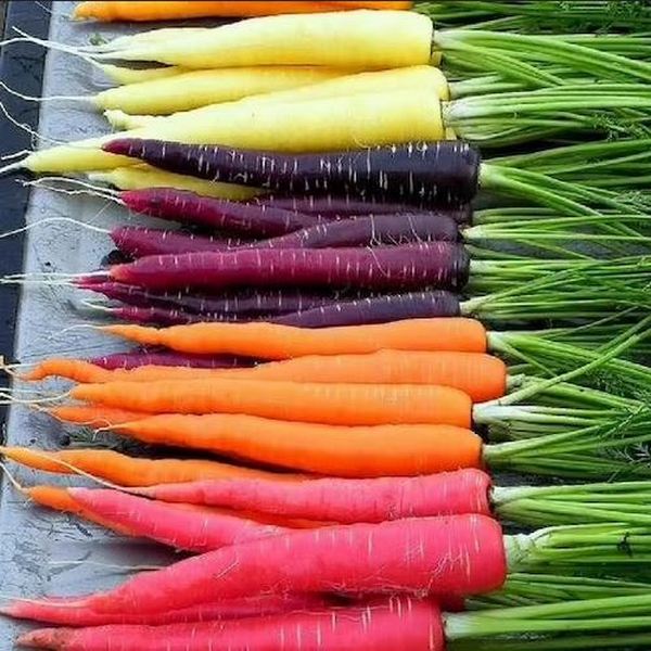 Rainbow Carrot Mix is a vibrant and colourful assortment of carrots that come in colours including orange, purple, yellow, red, and white. It’s a unique combination of different carrot varieties, with each colour has its own distinct flavour,ranging from sweet and earthy to slightly spicy and tangy.