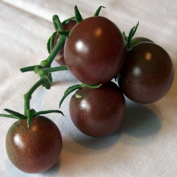 Sweet and juicy Black Cherry Tomatoes