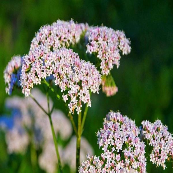 Valerian is a perennial flowering plant that is known for its small, fragrant white or pink flowers and its pungent scent. It is a popular herbal remedy used for its potential calming and sleep-promoting effects.