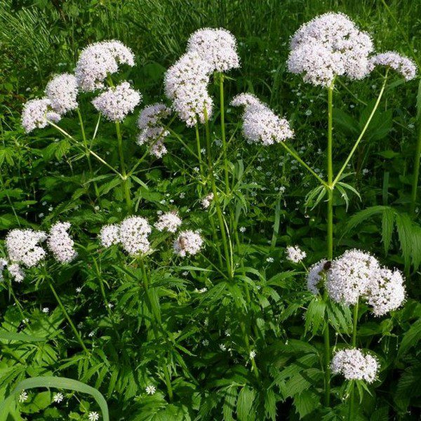 Valerian plants grown from seeds