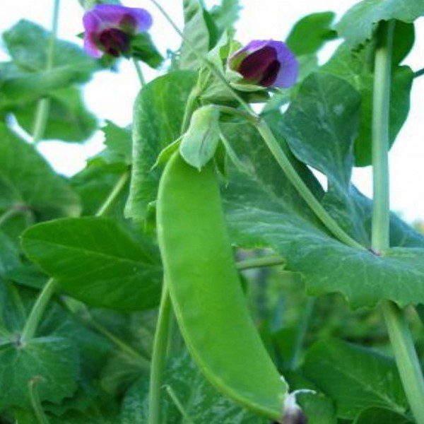 Giant Snow pea growing on vine