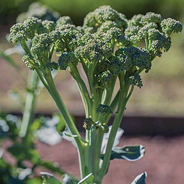 Growing Broccolini