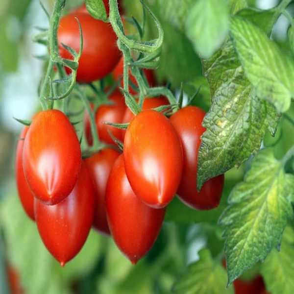 Growing Roma tomato on a vine