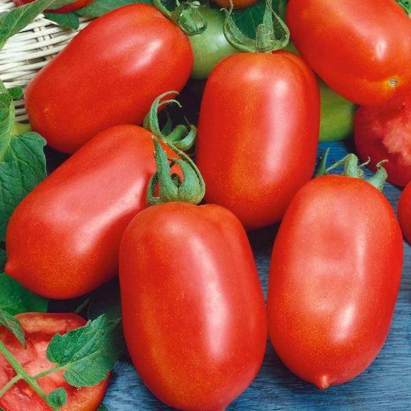 Discover the classic taste of Roma Tomatoes. Order your seeds today and embark on a journey to culinary excellence. Roma Tomatoes: where garden-fresh meets gourmet flavour