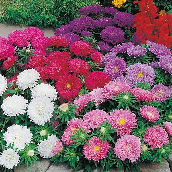 Dwarf Colour Carpet Aster are a burst of colour and charm. With their compact, bushy growth and an array of radiant hues, they bring an instant smile to your garden. From rich purples to vivid pinks and brilliant whites, these asters offer a stunning and versatile palette.