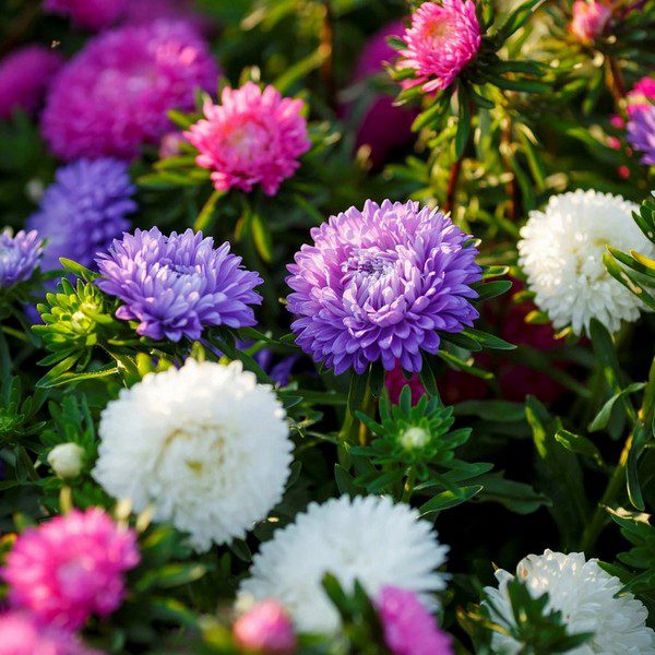 Dwarf Colour Carpet Aster flowers in full bloom