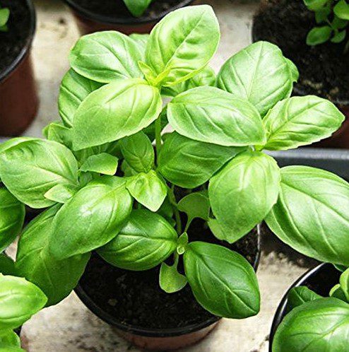 Sweet Basil Seeds Elevate Your Cooking and Release Bliss