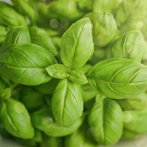 Sweet Basil seeds