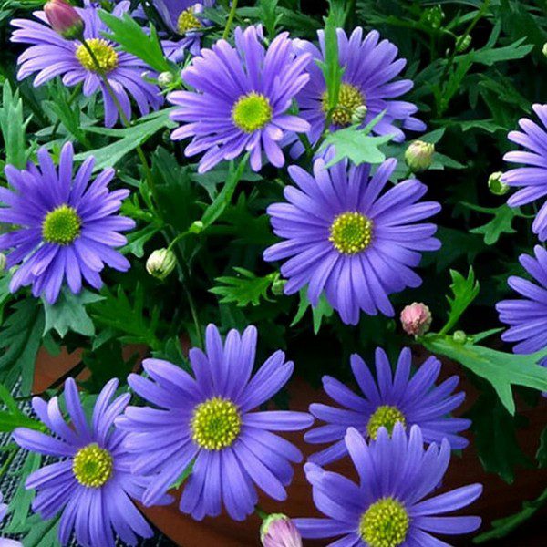 Swan River Daisy Blue Splendour flowers