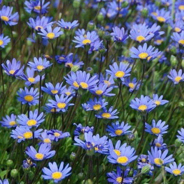 Swan River Daisy Blue Splendour growing in a rockery