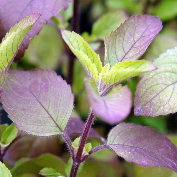 Tulsi Red Basil A sacred herb for health and harmony