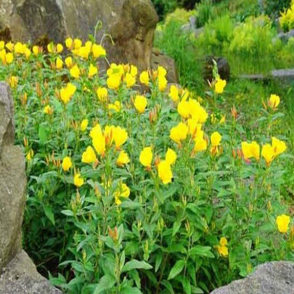 Evening Primrose plants flowering