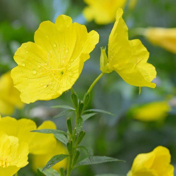 Yellow Evening Primrose flowers