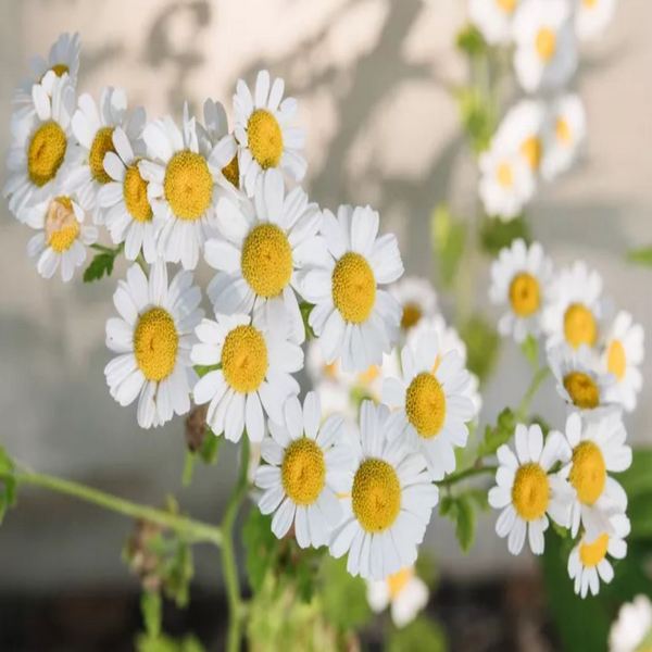 Chamomile herb in flower